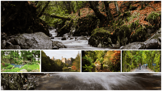 County Waterford is home to a variety of 14 gardens to visit which in total span over 2,000 acres of woodlands to enjoy and walk