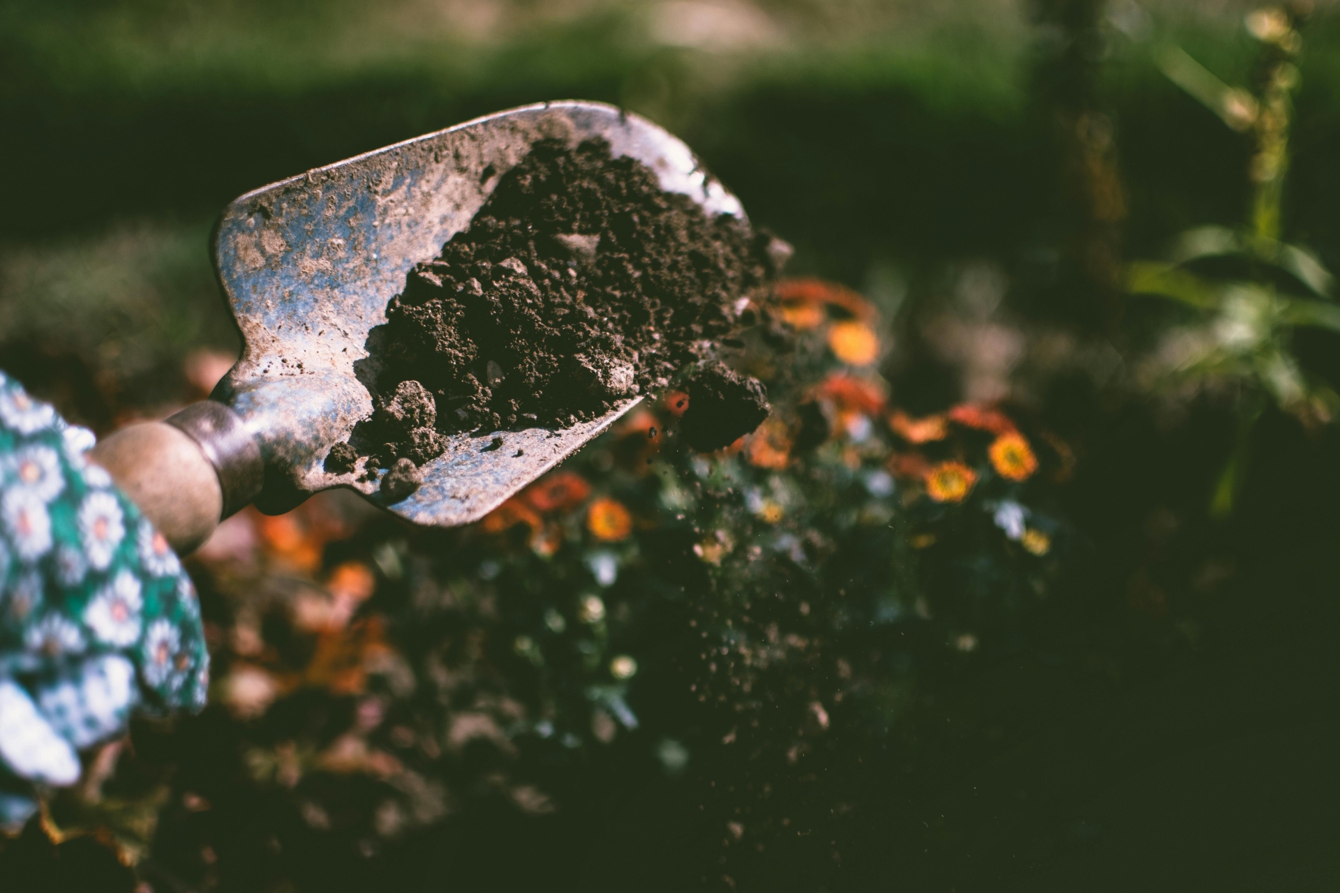 Thurles Flower and Garden Club announce their return after the summer break