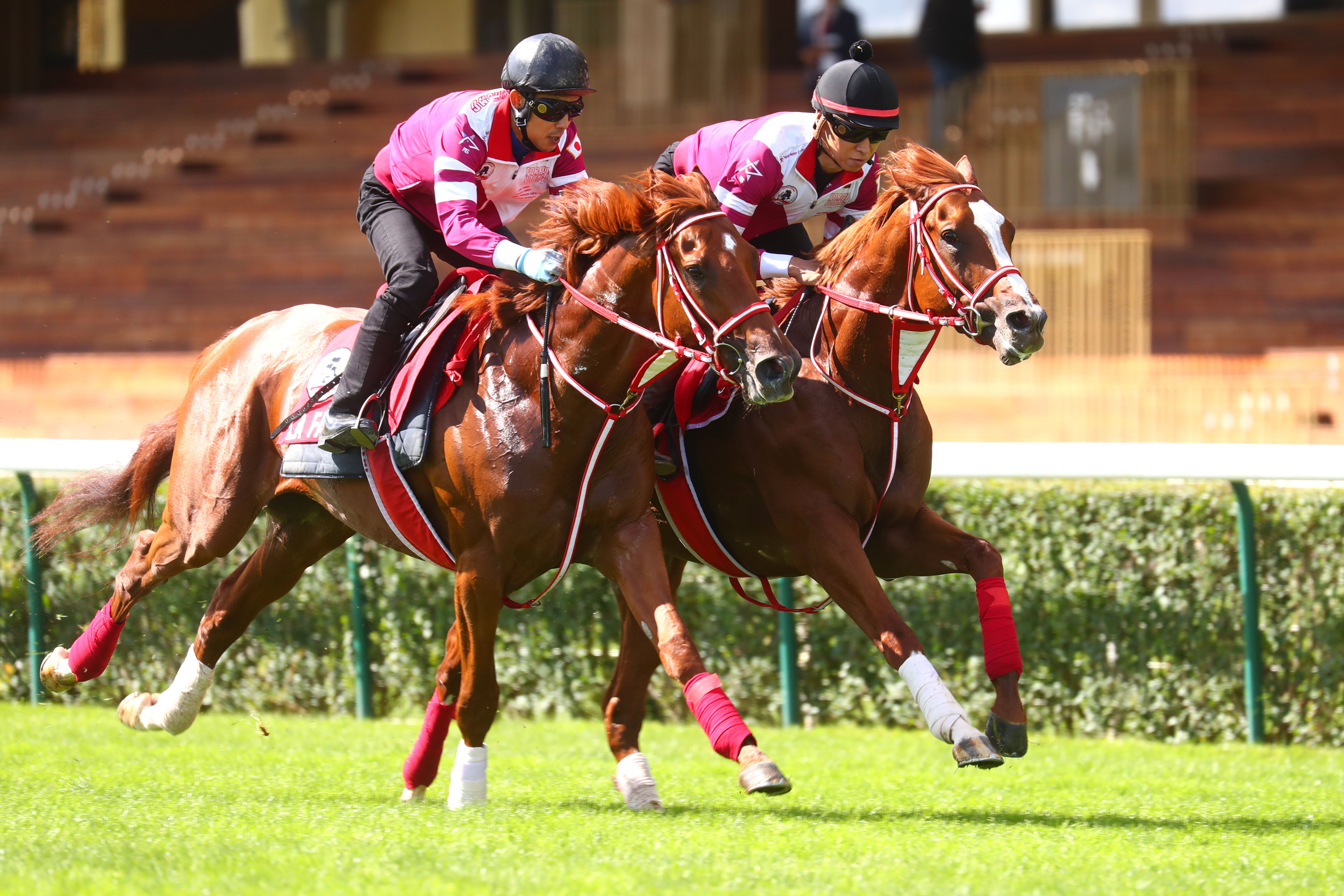 Shin Emperor all set for Irish Champion-Arc double after Paris gallop