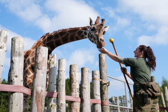Staff say this helps the animals associate those procedures with positive experiences, in turn building their confidence and reducing the need for sedation or restraint.