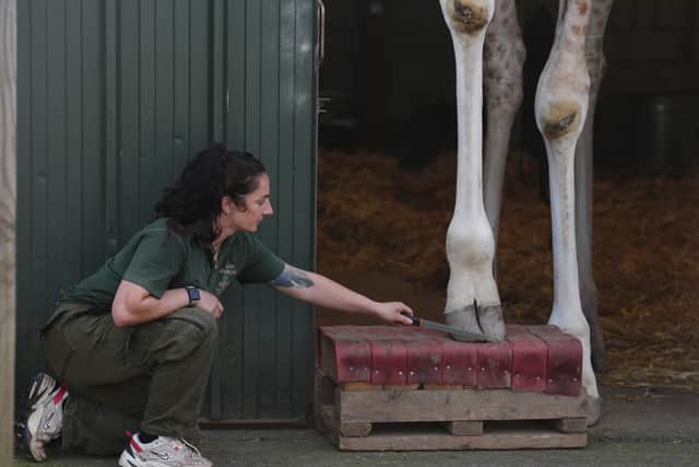 Staff said that after one year’s training the park’s four giraffes – male Sifa and females Bella, Ruby and Harriet – are showing increased “confidence and skills” around a range of healthcare procedures.