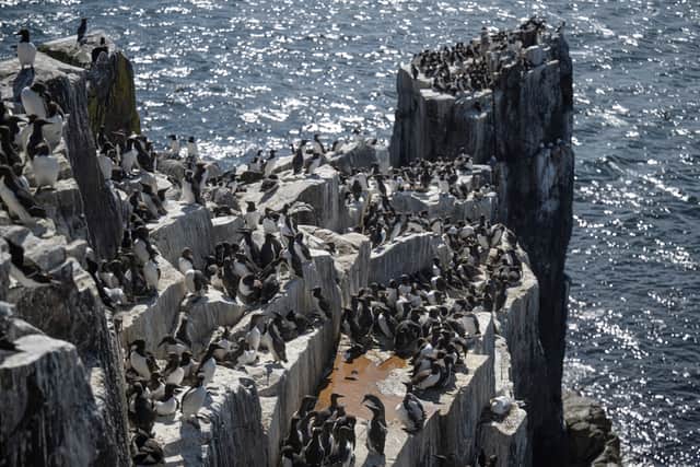 The National Trust estimates the number of puffins breeding on the islands this summer was around 50,000 pairs, compared to nearly 44,000 in 2019, suggesting a 15% increase in numbers.