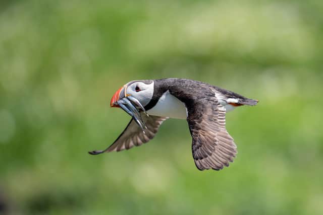 “We feared the worse after we sadly collected 938 dead puffins in 2022 and 2023 which had died due to bird flu – but it’s been amazing to get this positive news – and it seems due to the species’ own ‘self-isolating’ behaviours that they have weathered this particular storm.”