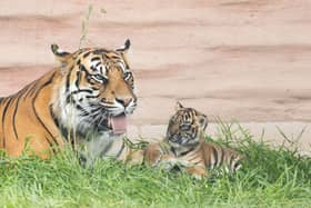 Rare Sumatran tiger cub born at Fota Wildlife Park