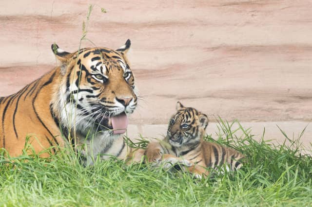 Despite the cyber attack, Fota Wildlife Park remains open to visitors