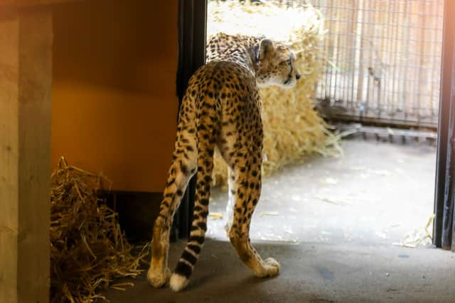 “The species is vulnerable to extinction in the wild and we are hopeful we can bring in another cheetah soon to live with Cleo.”