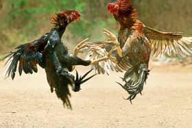 Cockfight. File photo via Wikipedia
