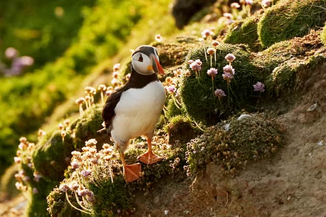 “Puffin nest in colonies, at some locations such as the Great Saltee Island, the nests are mostly in old burrows.