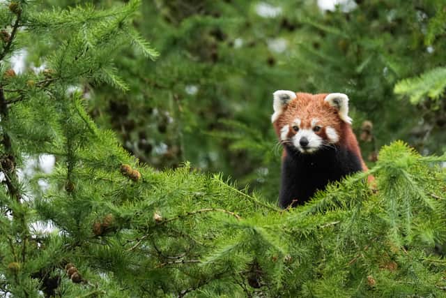 Park director James Butler told the PA news agency: “There was a real buzz about Esha arriving on Friday and she’s settling in really, really well.