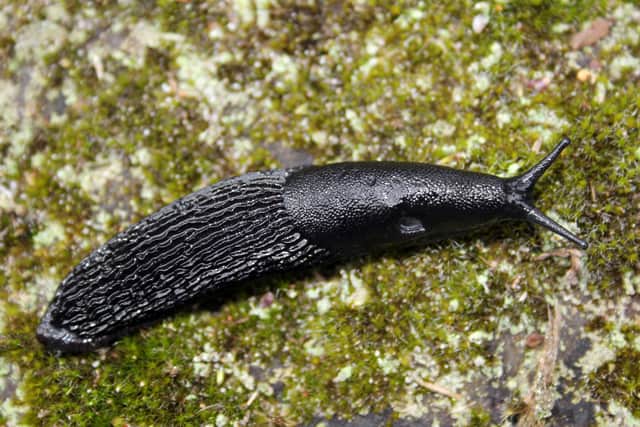 Slugs and snails
