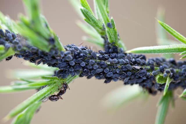 Aphids