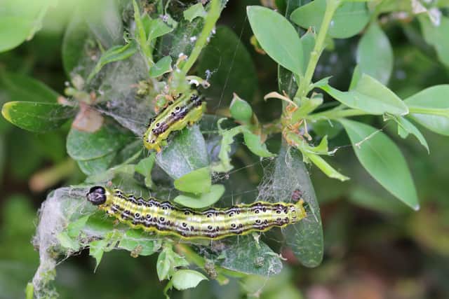 Why it’s been a bumper year for slugs, snails and other garden pests