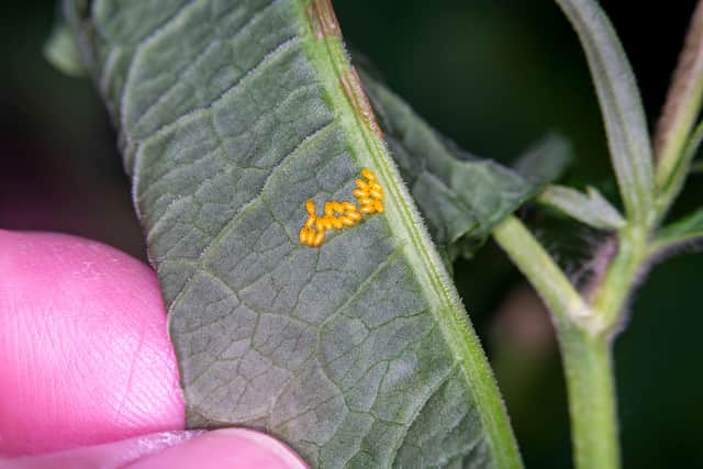 Eggs and larvae