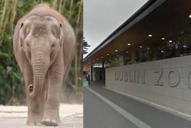 Dublin Zoo monitoring herd as two elephants die within days of one another