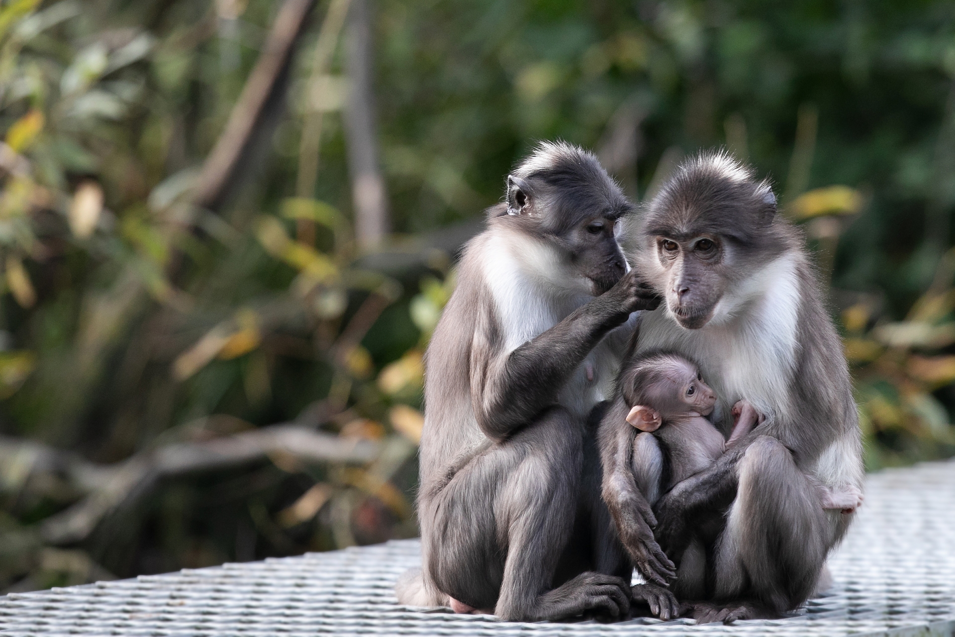 A day out at the zoo is hard to beat.