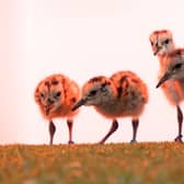 When capable of flying, the birds will be released back into their native habitats