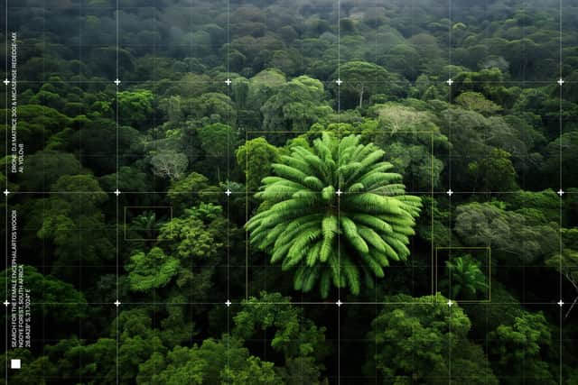 They are now one of the most threatened plant groups in the world, hit by habitat loss and a global trade in valuable wild cycads, conservationists warn.