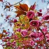 New Ideas in Flower Arranging will be the theme of Mairead O'Keeffe's speech