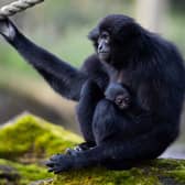 The Agile Gibbon is one of the fastest and most acrobatic climbers in the forest