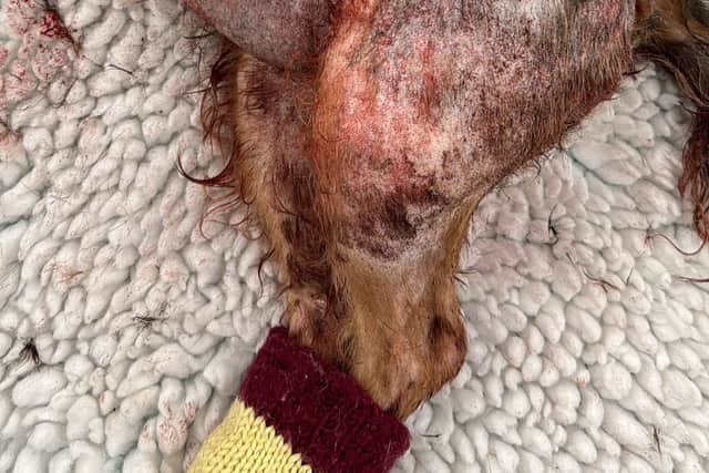 They said the dog which attacked Ruby looked like a Rottweiler and just “appeared out of nowhere” before latching on to her and lifting her into the air, causing severe internal injuries.