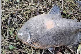 The 2 kilo pacu fish found washed up at Garadice Lake in Leitrim.