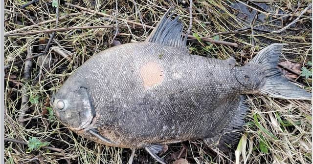 The 2 kilo pacu fish found washed up at Garadice Lake in Leitrim.