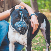 Tipperary councillor warns that owners of restricted dog breeds are ignoring the law