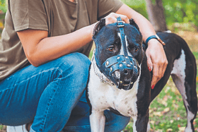 Tipperary councillor warns that owners of restricted dog breeds are ignoring the law