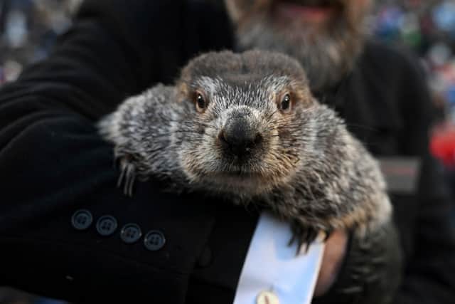 A bundled-up crowd, some wearing groundhog-themed hats, watched musical performances and fireworks as they waited for sunrise and the appearance of Punxsutawney Phil.