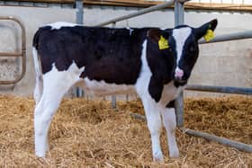 A Friesian heifer is being raffled to raised funds for Carrig Hall near Birr.