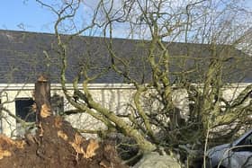 The tree landed just inches from the Doherty family home at Crossroads, Killygordon