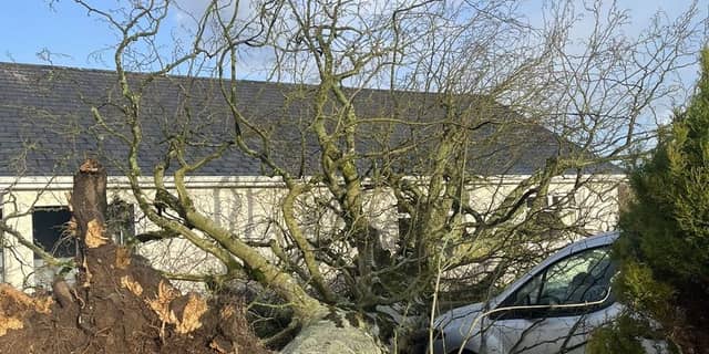 The tree landed just inches from the Doherty family home at Crossroads, Killygordon