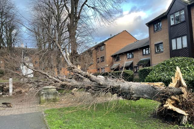 Thames Valley Police has referred itself to the Independent Office for Police Conduct (IOPC) as the fallen tree was one of a number of similar reports received approximately an hour-and-a-half before the collision.