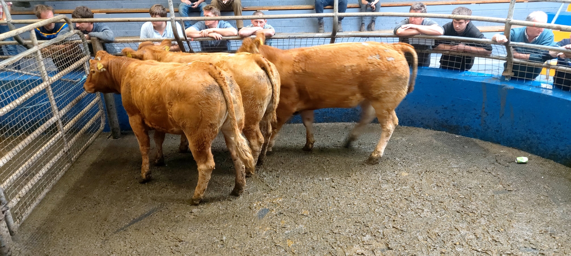 Laois mart owners give leasing green light that could pave way for ...