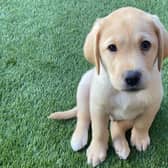 Irish Guide Dogs are looking for temporary boarders and puppy raisers