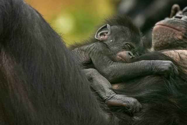 As chimpanzees are more aggressive, previous models of human evolution have often assumed that group hostility and violence are innate to human nature, the scientists said.