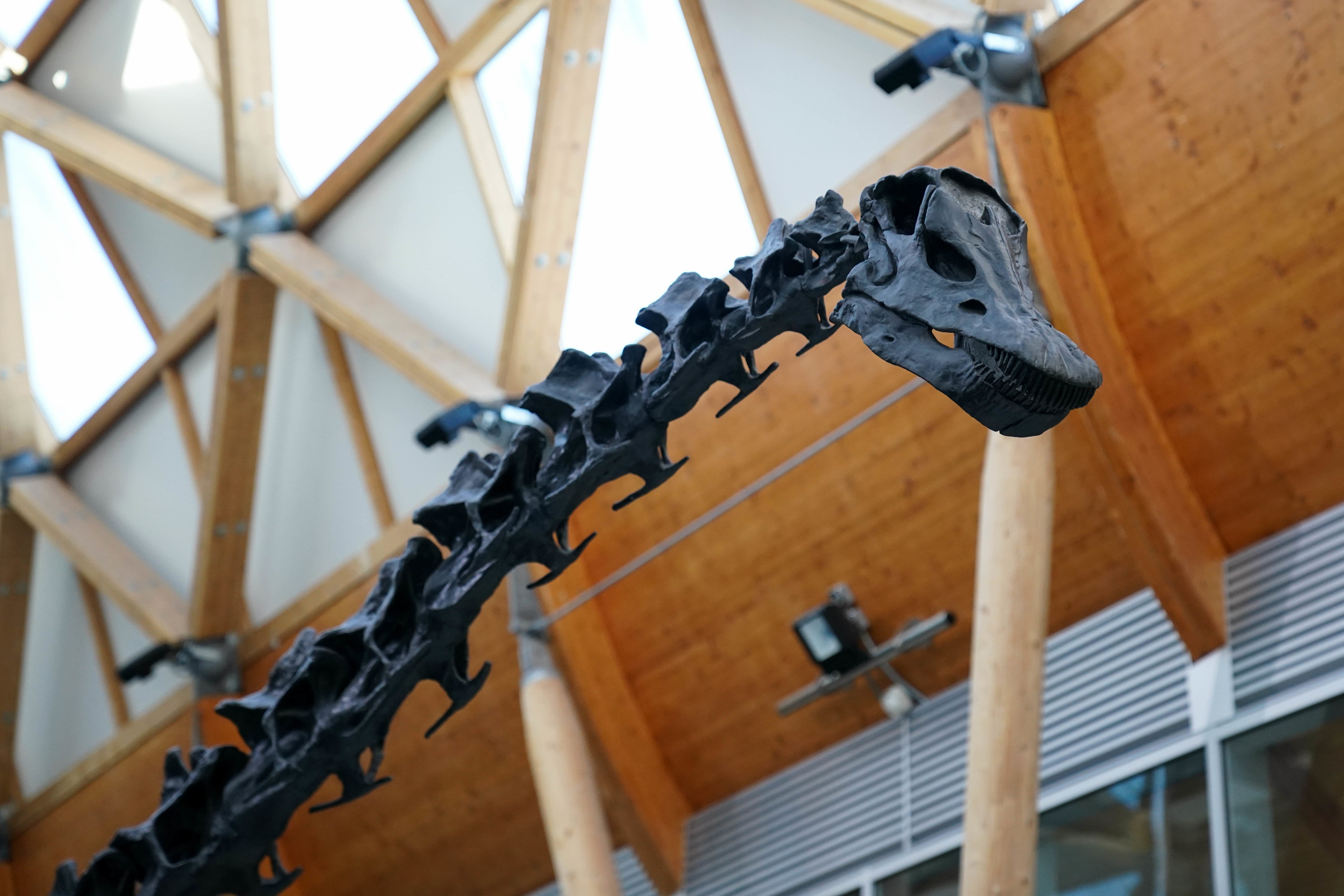 ‘Giant dinosaur carcasses might have been important food for Jurassic ...