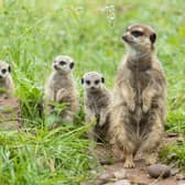 A happy Meetkat family at Fota Wildlife Park