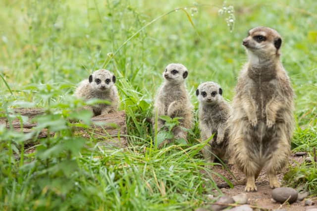 A happy Meetkat family at Fota Wildlife Park