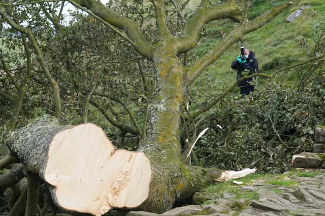 Workers were preparing the tree on Wednesday, using chainsaws to remove branches, before it is finally removed on Thursday, with people being urged to stay away from the immediate area when it happens.