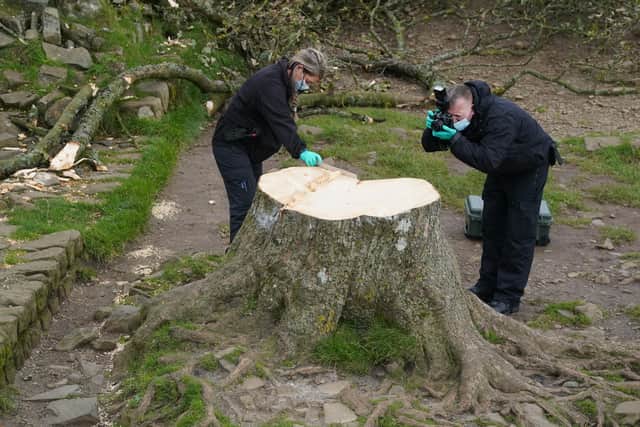It is too big to move in one piece, but experts hope to keep the trunk in large sections to keep options open on what could be done with it in the future.