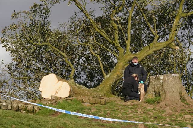 Crane set to remove felled Sycamore Gap tree