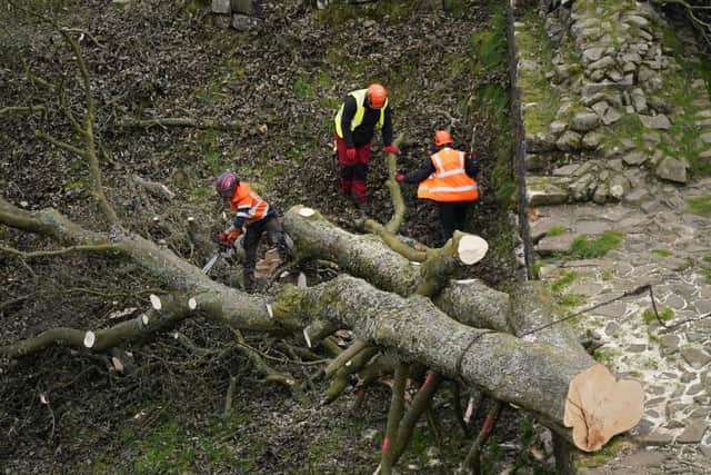 Crane set to remove felled Sycamore Gap tree