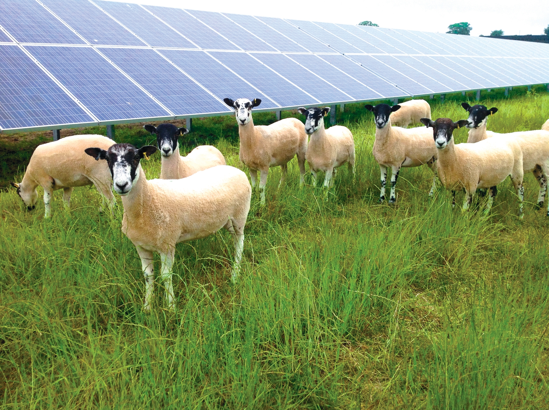 Sheep Grazing at a solar farm