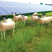 Sheep Grazing at a solar farm
