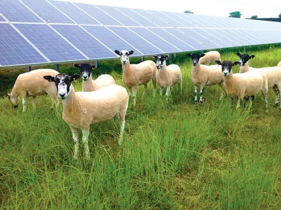 Sheep Grazing at a solar farm