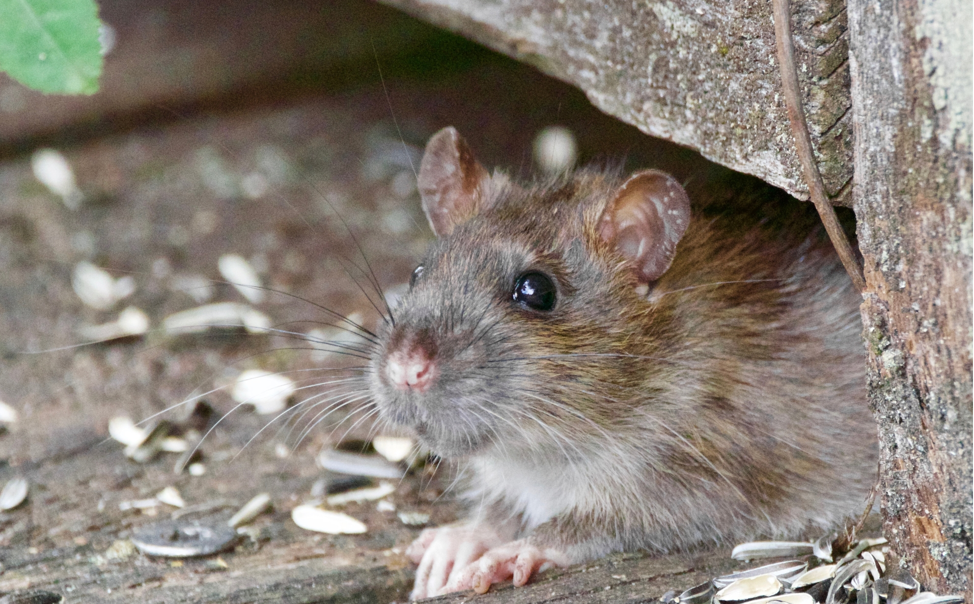 "If there are twenty nests, God knows how many rats are there," the resident says