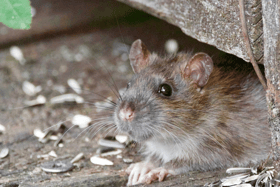 "If there are twenty nests, God knows how many rats are there," the resident says