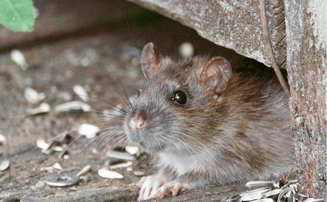 "If there are twenty nests, God knows how many rats are there," the resident says