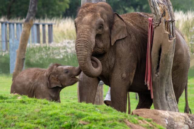 While the footage from the conservation zoo provides an insight into the herd’s nocturnal habits, it also helps scientists from the Zoological Society of London (ZSL) who are working with Asian elephants in the wild, Mr Groeneveld said.